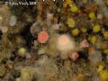 Caryophyllia (Caryophyllia) inornata